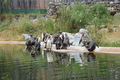 Hier tanzt der Bär
