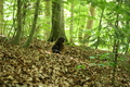 Roßbach tanz - Im Märchenwald