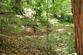 Roßbach tanz - Im Märchenwald