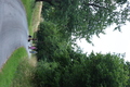 Roßbach tanz - Im Märchenwald