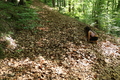 Roßbach tanz - Im Märchenwald