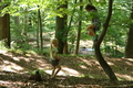 Roßbach tanz - Im Märchenwald