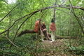 Ein Sommerwaldstraum