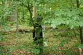 Ein Sommerwaldstraum