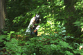 Ein Sommerwaldstraum
